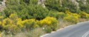 Pretty yellow flowers line the road